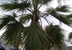 pict016