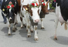 GMV2014_Cortege_005