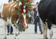 GMV2014_Cortege_116